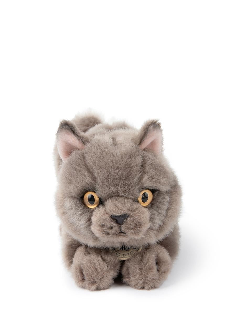 BON TON TOYS the british shorthair in giftbox